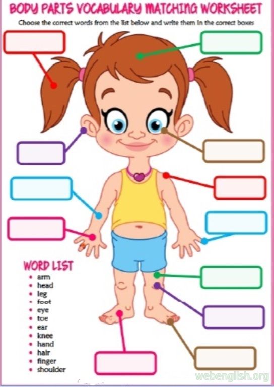 Body Parts Worksheet